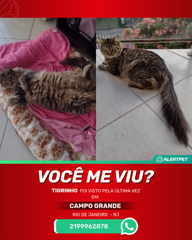 tigrinho-gato-desaparecido-rio-de-janeiro-31-05-2025_lost_image