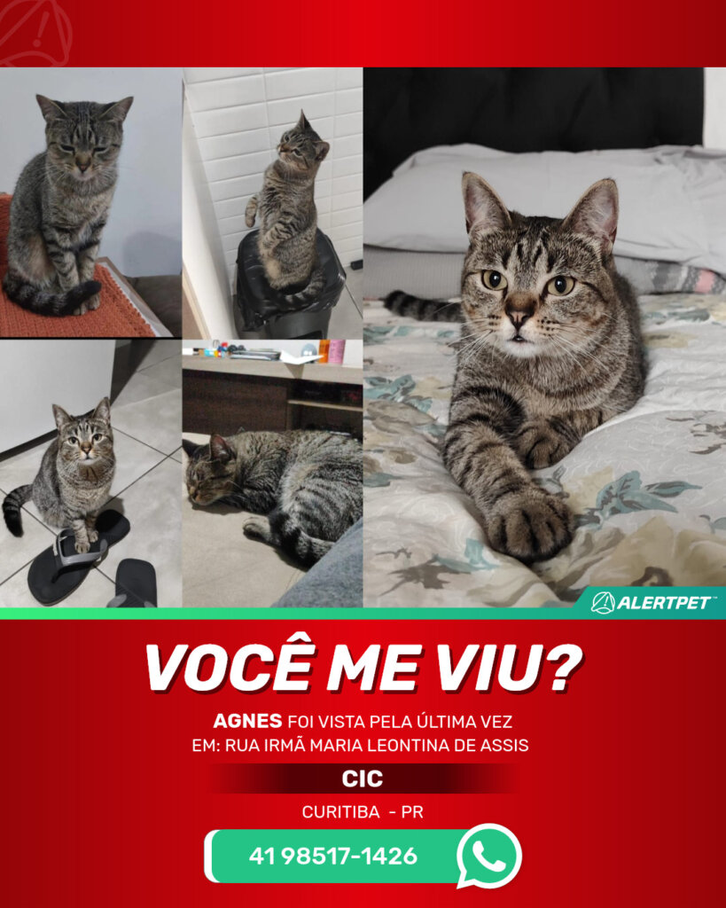 agnes-gato-desaparecido-curitiba-18-06-2025_lost_image