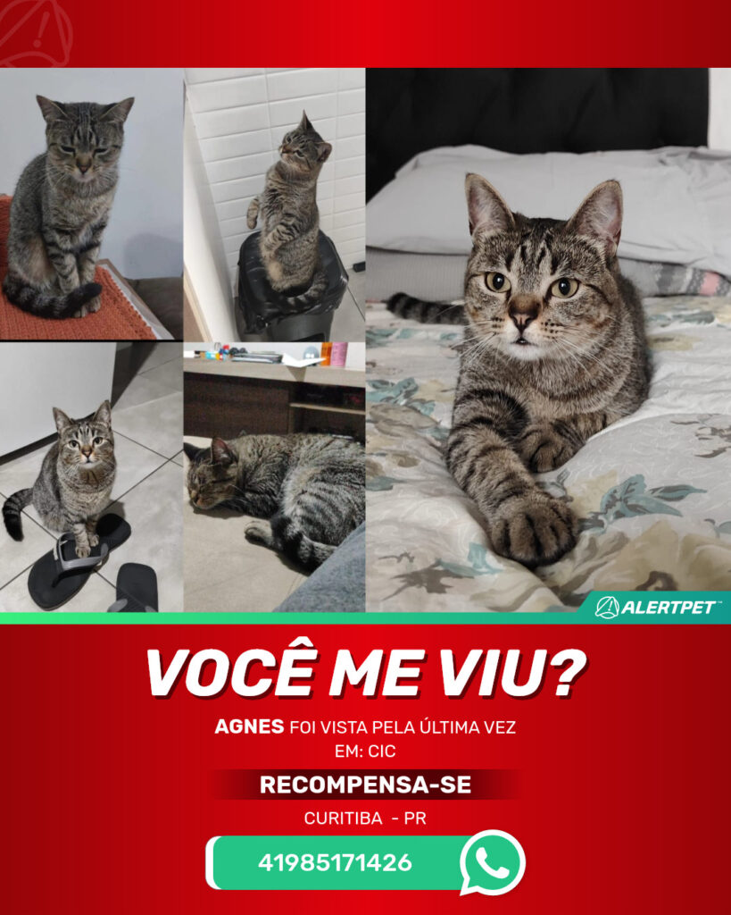 agnes-gato-desaparecido-curitiba-18-06-2025_lost_image