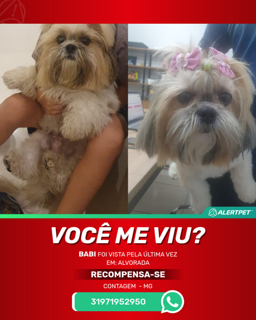 babi-cachorro-desaparecido-contagem-25-06-2025_lost_image