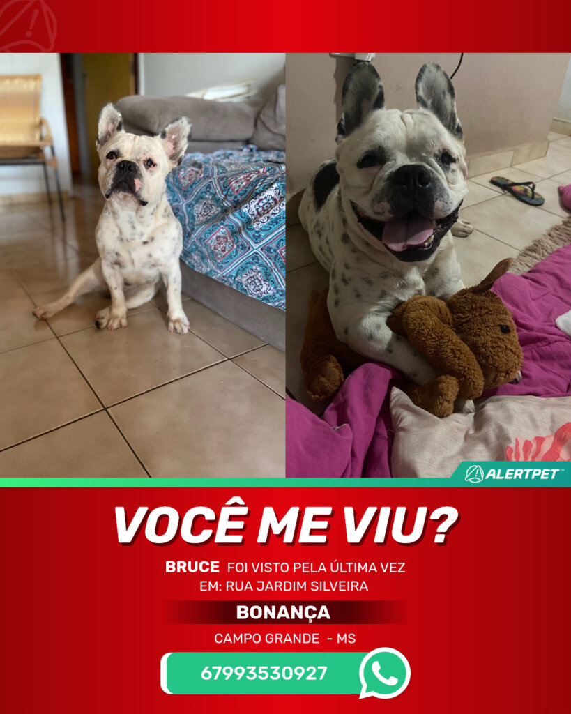 bruce-cachorro-desaparecido-campo-grande-23-06-2025_lost_image