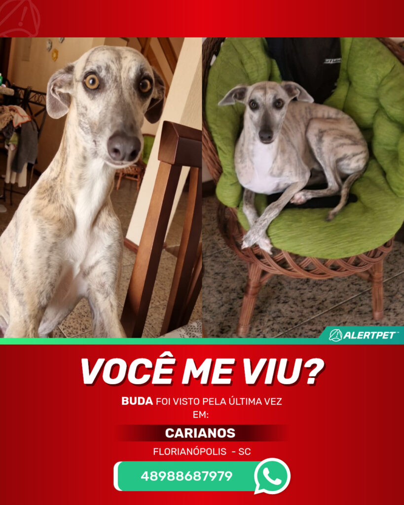 buda-cachorro-desaparecido-florianopolis-24-06-2025_lost_image