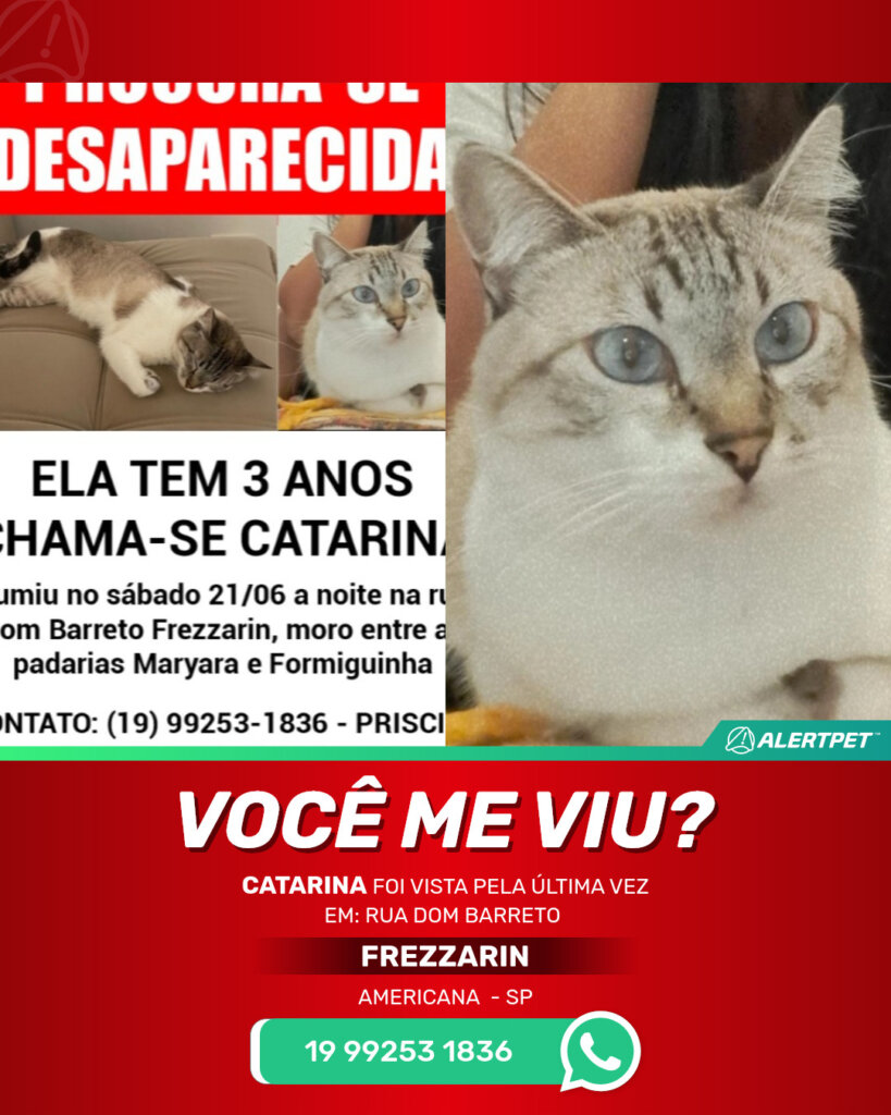catarina-gato-desaparecido-americana-25-06-2025_lost_image