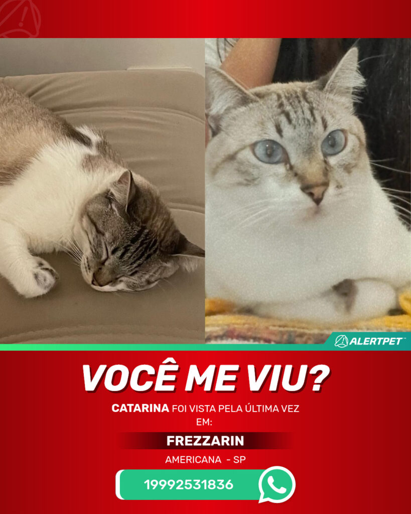 catarina-gato-desaparecido-americana-25-06-2025_lost_image