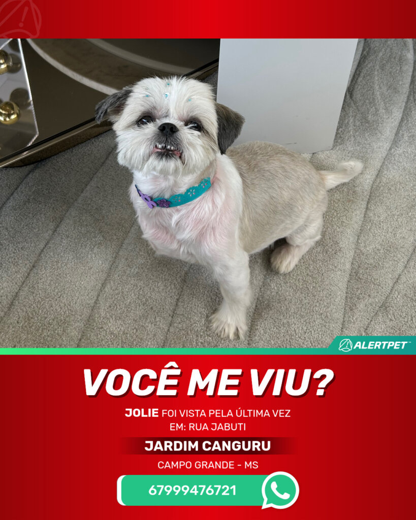 jolie-cachorro-desaparecido-campo-grande-17-06-2025_lost_image