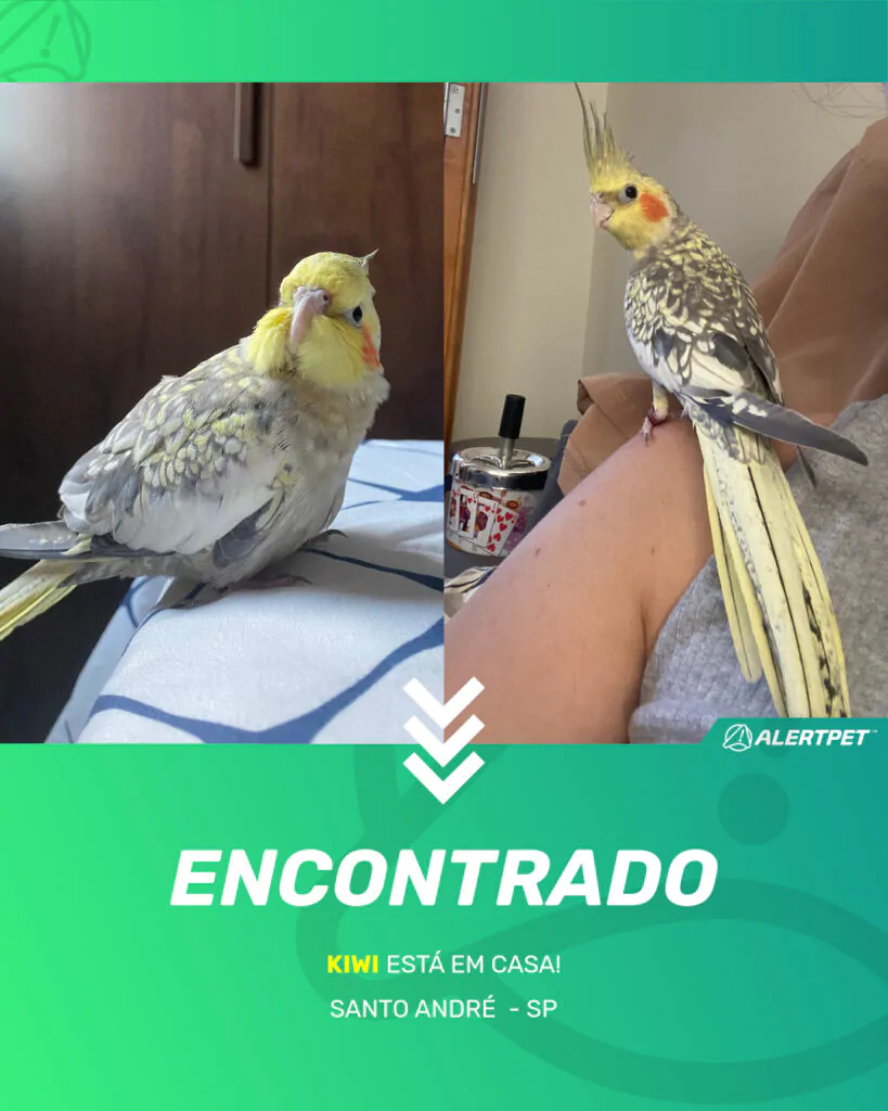 kiwi-passaro-desaparecido-santo-andre-16-06-2025_found_image