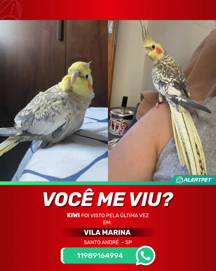 kiwi-passaro-desaparecido-santo-andre-16-06-2025_lost_image