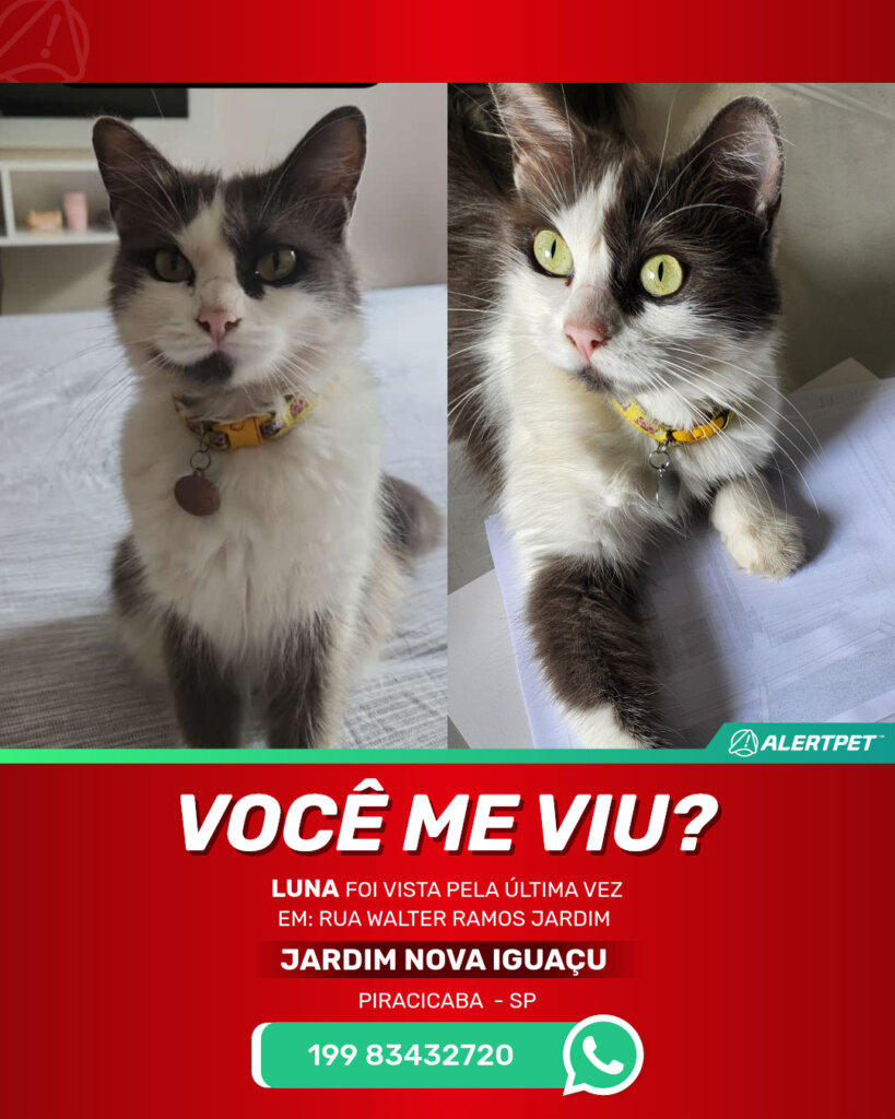 luna-gato-desaparecido-piracicaba-20-06-2025_lost_image