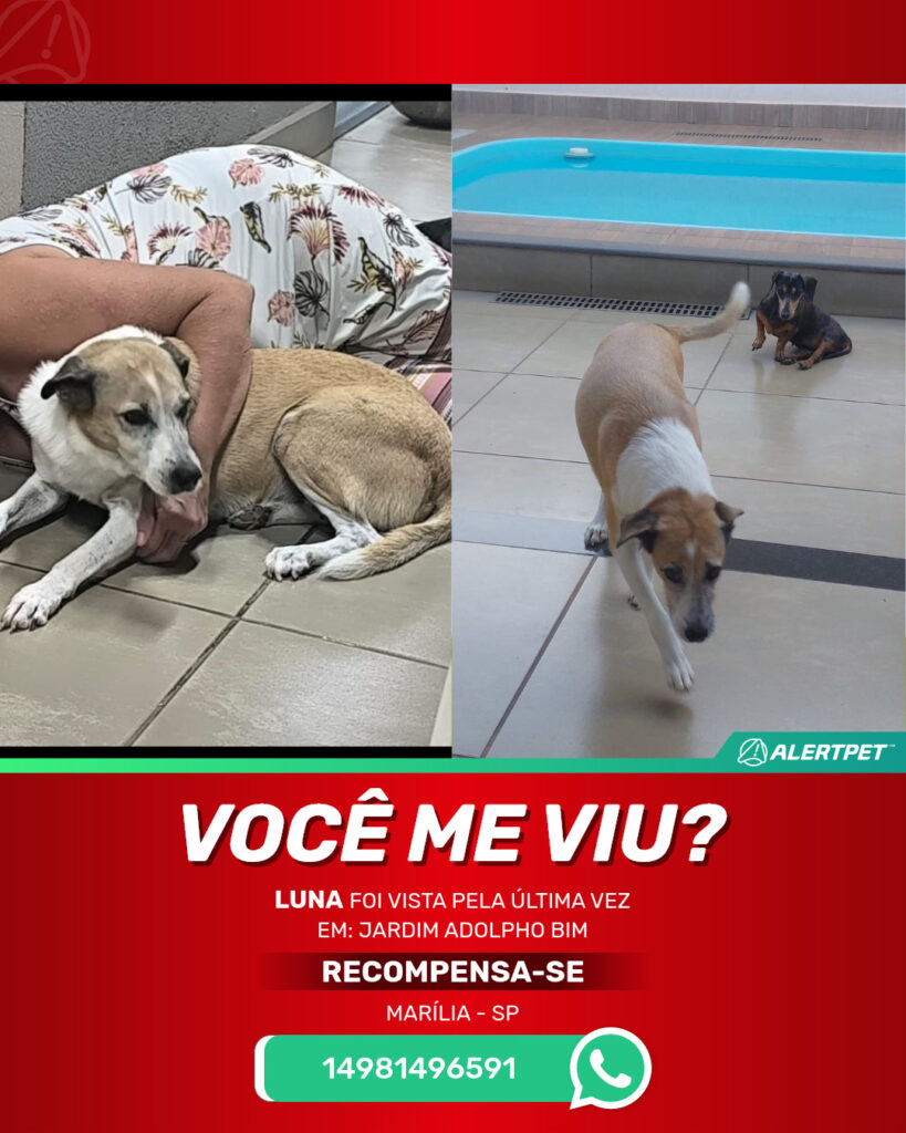 marcia-adriana-guilhem-cachorro-desaparecido-marilia-23-06-2025_lost_image