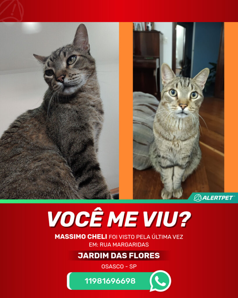 massimo-cheli-gato-desaparecido-osasco-20-06-2025_lost_image
