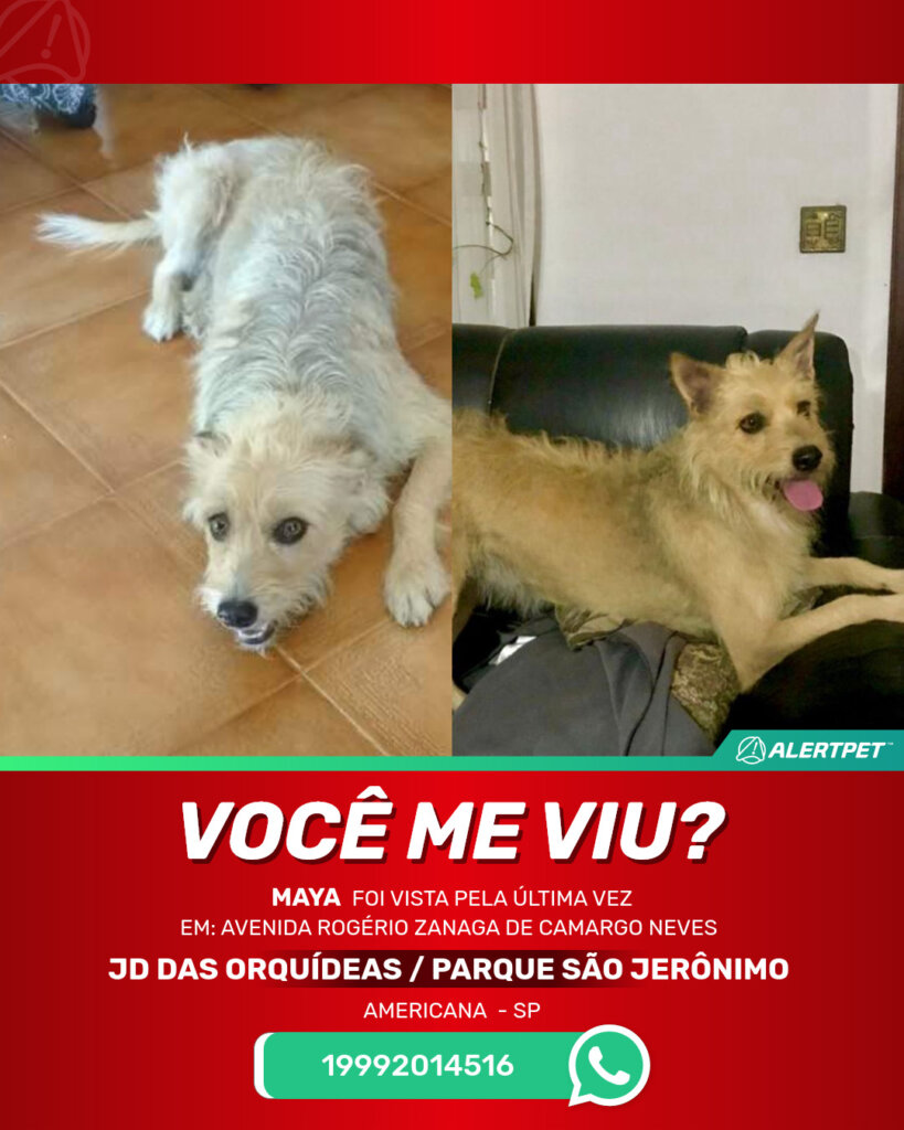 maya-cachorro-desaparecido-americana-23-06-2025_lost_image