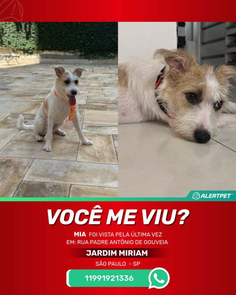 mia-cachorro-desaparecido-sao-paulo-23-06-2025_lost_image