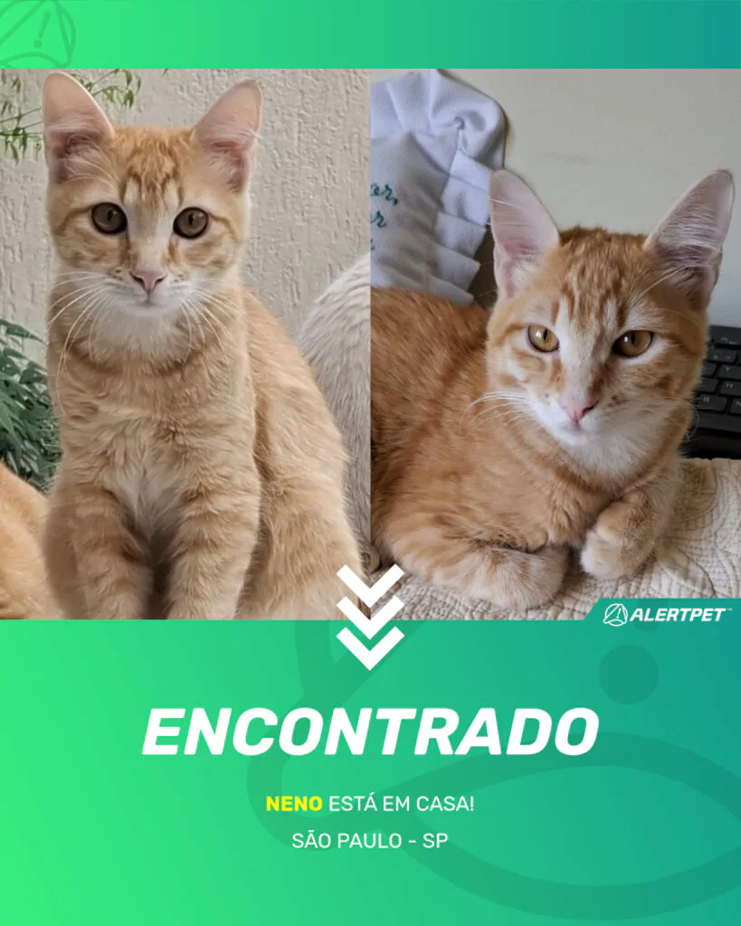 neno-gato-desaparecido-sao-paulo-11-06-2025_found_image