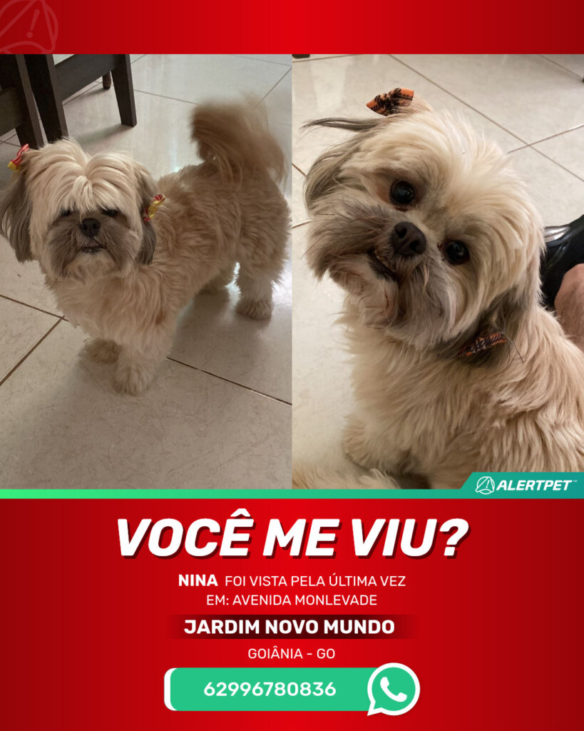 nina-cachorro-desaparecido-goiania-17-06-2025_lost_image