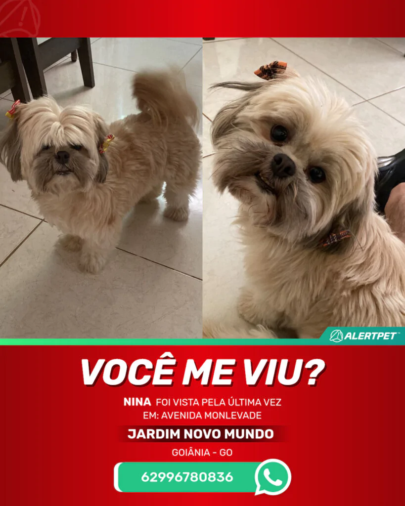 nina-cachorro-desaparecido-goiania-17-06-2025_lost_image