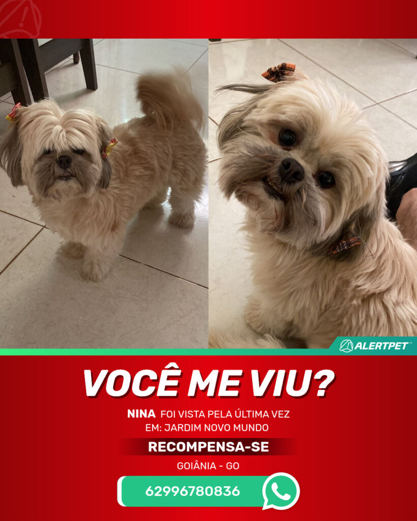 nina-cachorro-desaparecido-goiania-17-06-2025_lost_image