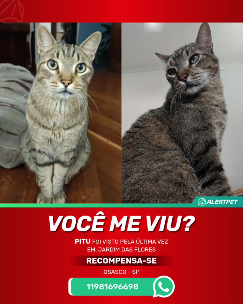 pitu-gato-desaparecido-osasco-20-06-2025_lost_image