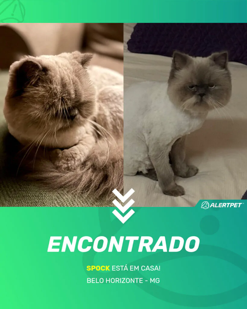 spock-gato-desaparecido-belo-horizonte-18-06-2025_found_image