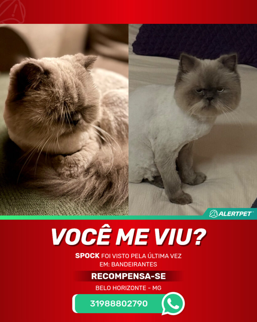spock-gato-desaparecido-belo-horizonte-18-06-2025_lost_image
