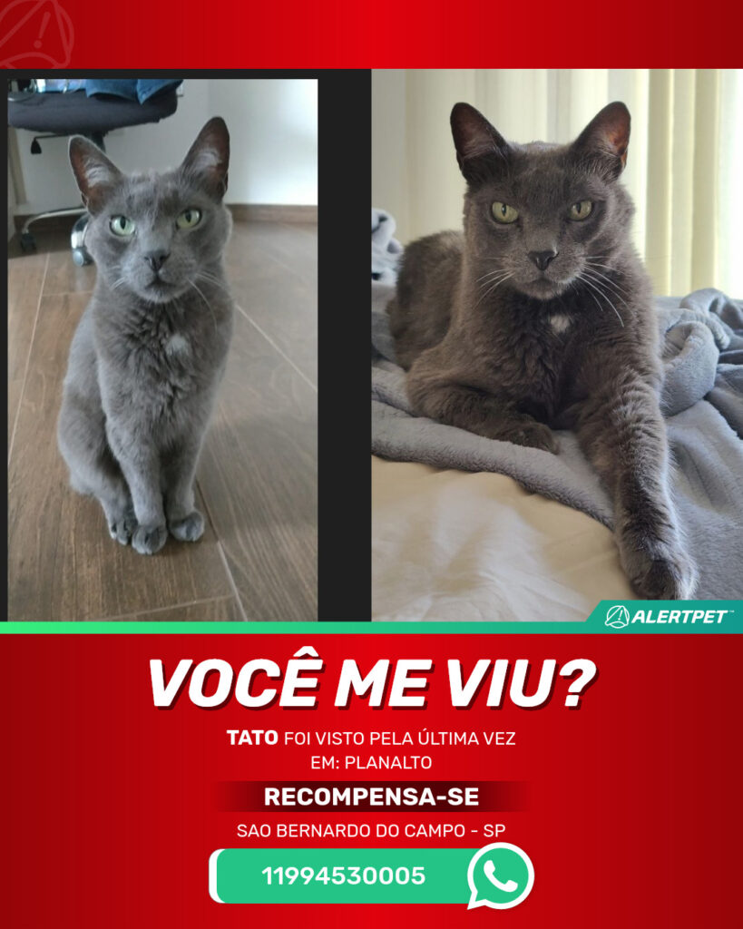 tato-gato-desaparecido-sao-bernardo-do-campo-24-06-2025_lost_image