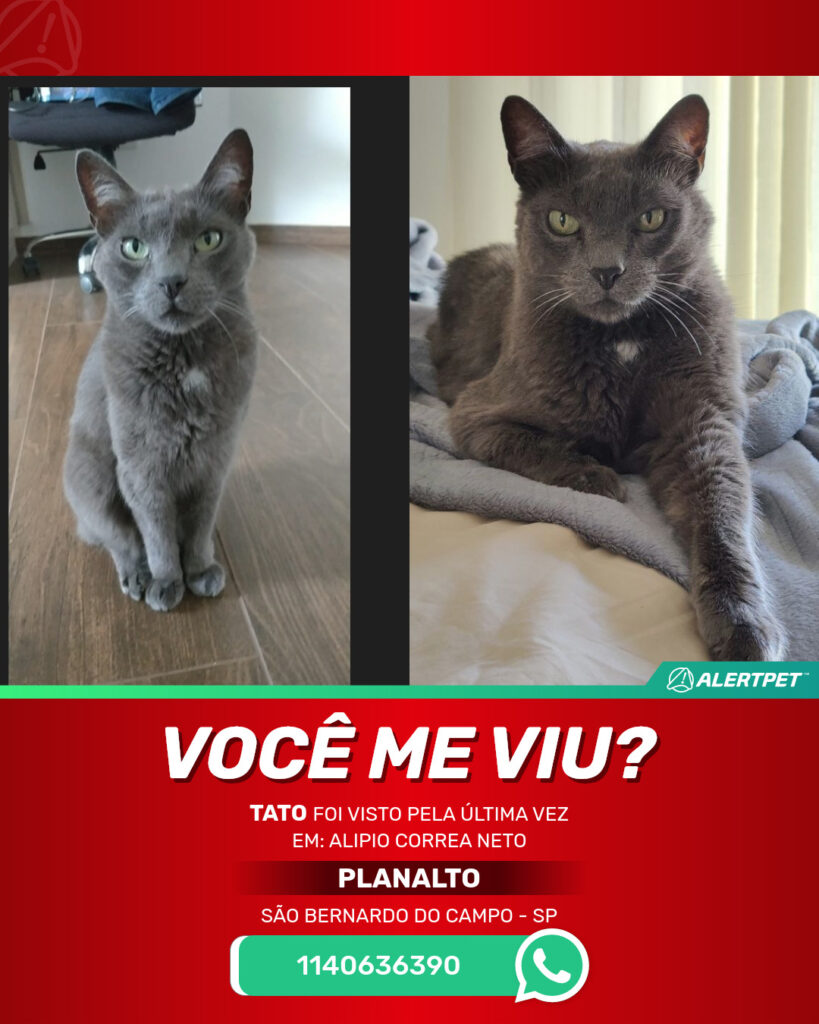 tato-gato-desaparecido-sao-bernardo-do-campo-25-06-2025_lost_image