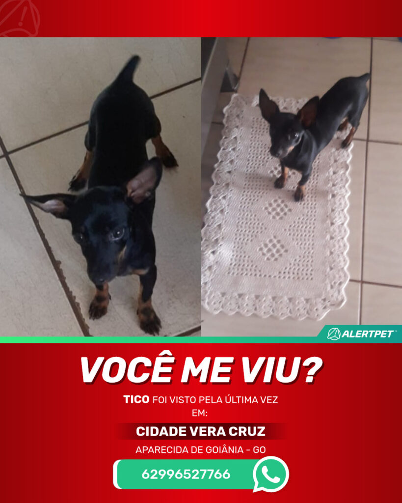 tico-cachorro-desaparecido-aparecida-de-goiania-23-06-2025_lost_image