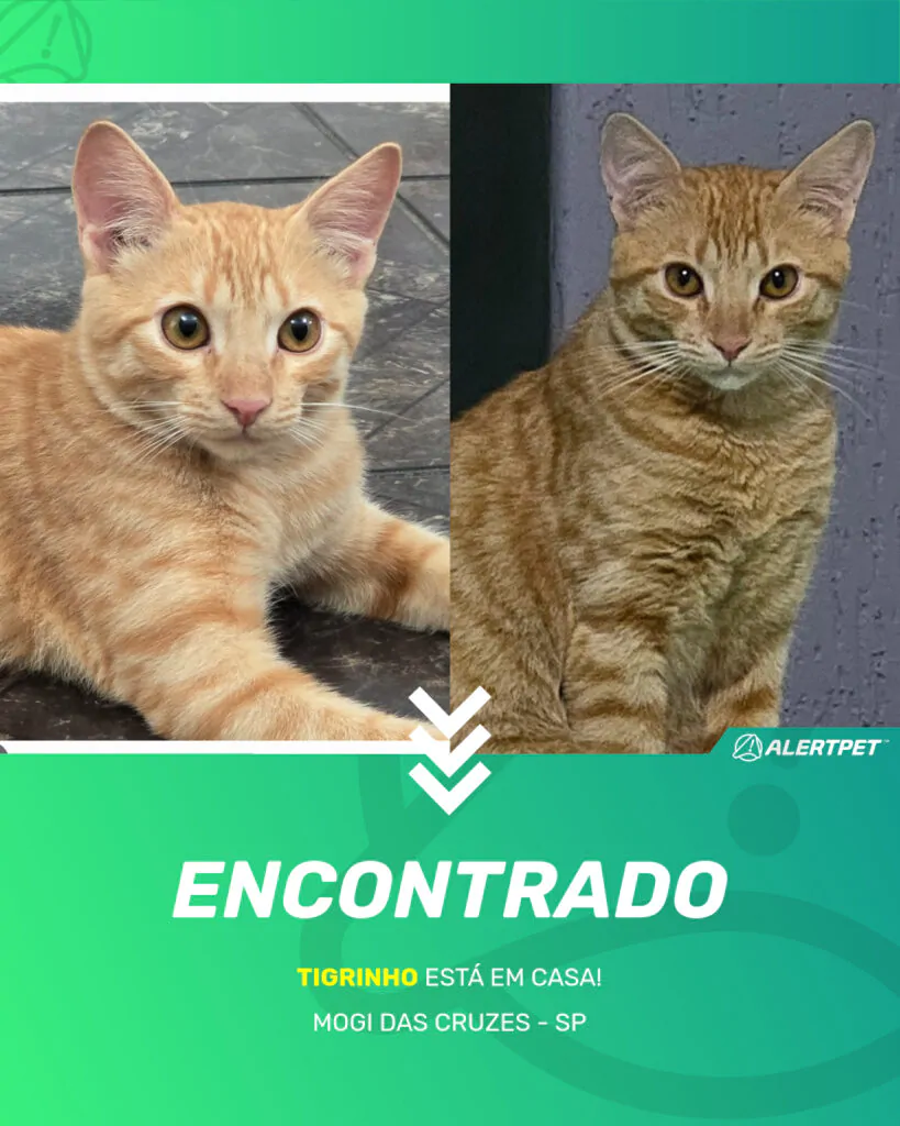 tigrinho-gato-desaparecido-mogi-das-cruzes-09-06-2025_found_image