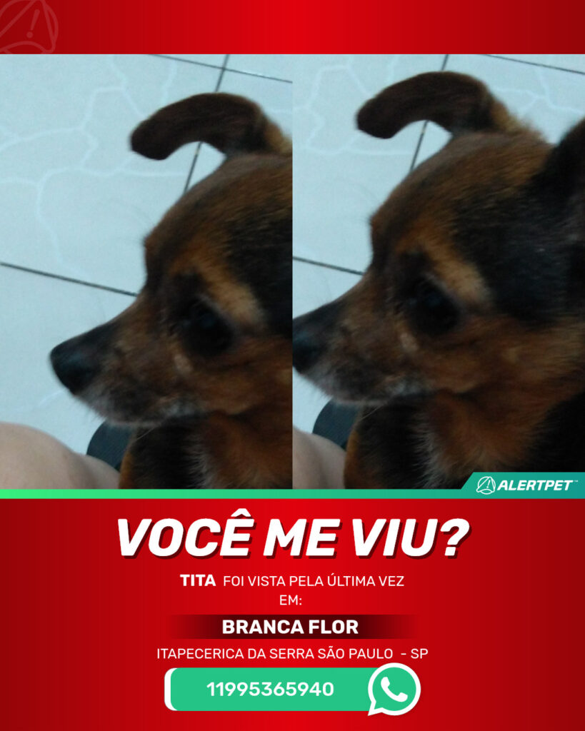 tita-cachorro-desaparecido-itapecerica-da-serra-sao-paulo-25-06-2025_lost_image