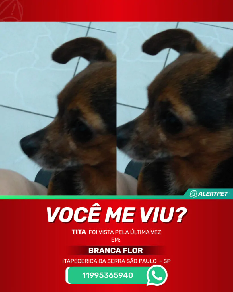 tita-cachorro-desaparecido-itapecerica-da-serra-sao-paulo-25-06-2025_lost_image