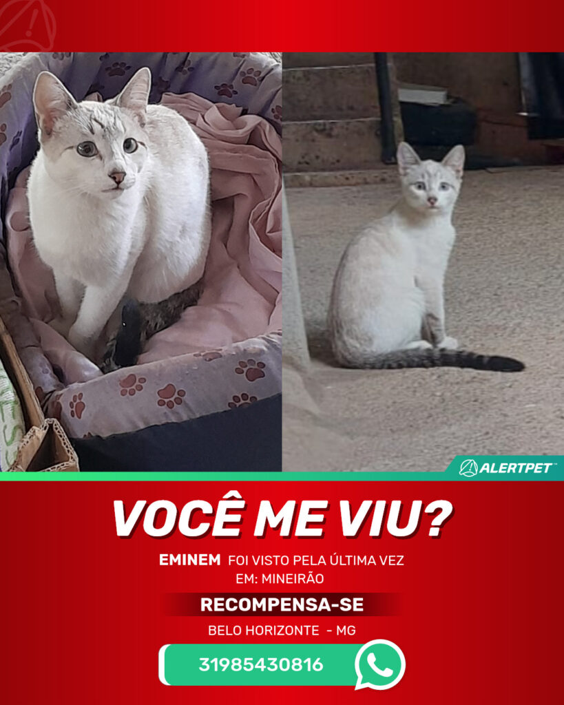eminem-gato-desaparecido-belo-horizonte-14-07-2025_lost_image