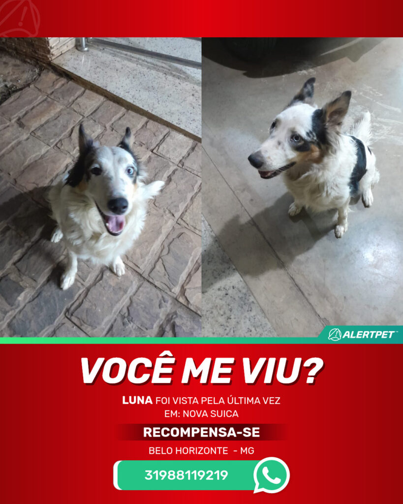 luna-cachorro-desaparecido-belo-horizonte-05-07-2025-2_lost_image