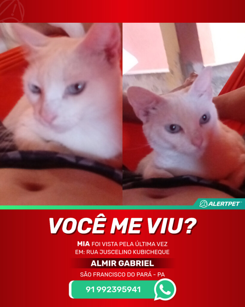 mia-gato-desaparecido-sao-francisco-do-para-23-07-2025_lost_image