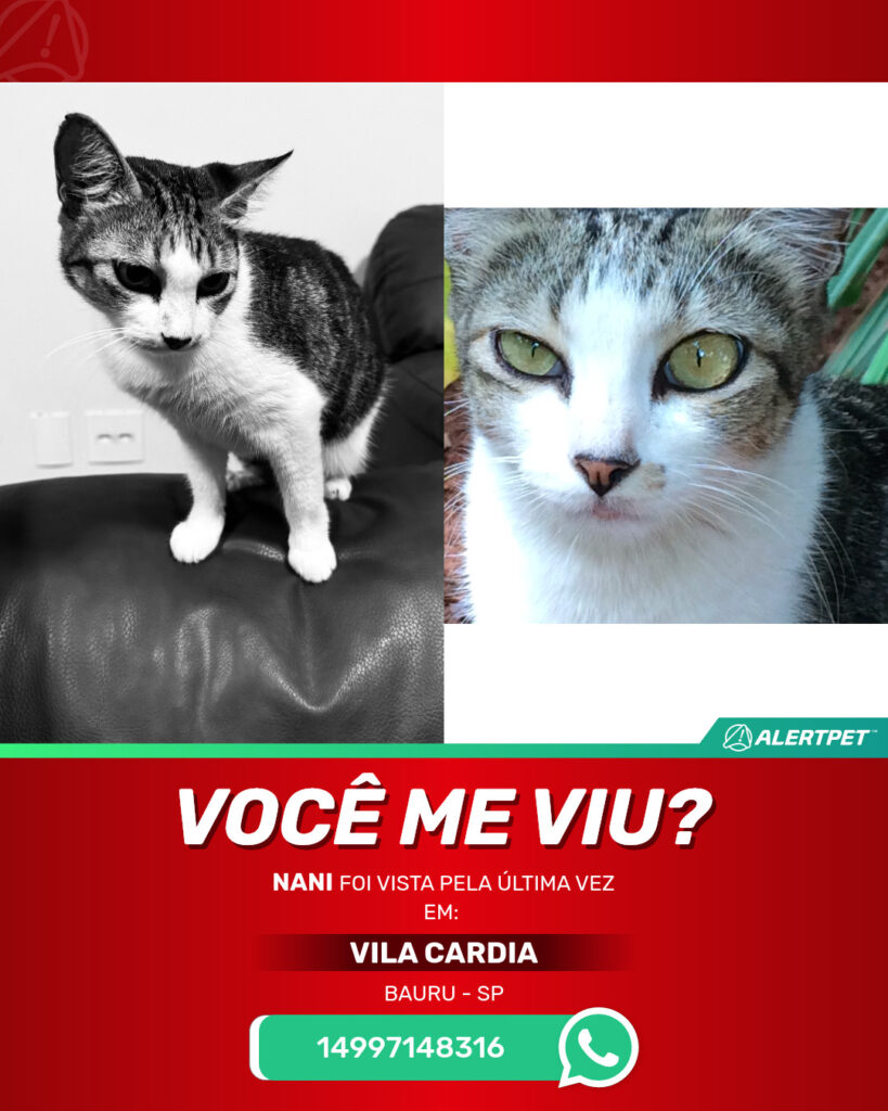 nani-gato-desaparecido-bauru-07-07-2025_lost_image