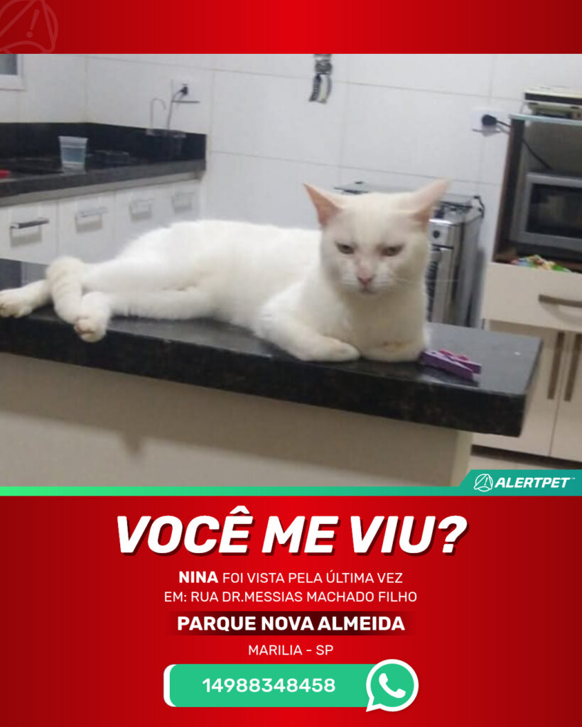 nina-gato-desaparecido-marilia-09-07-2025_lost_image