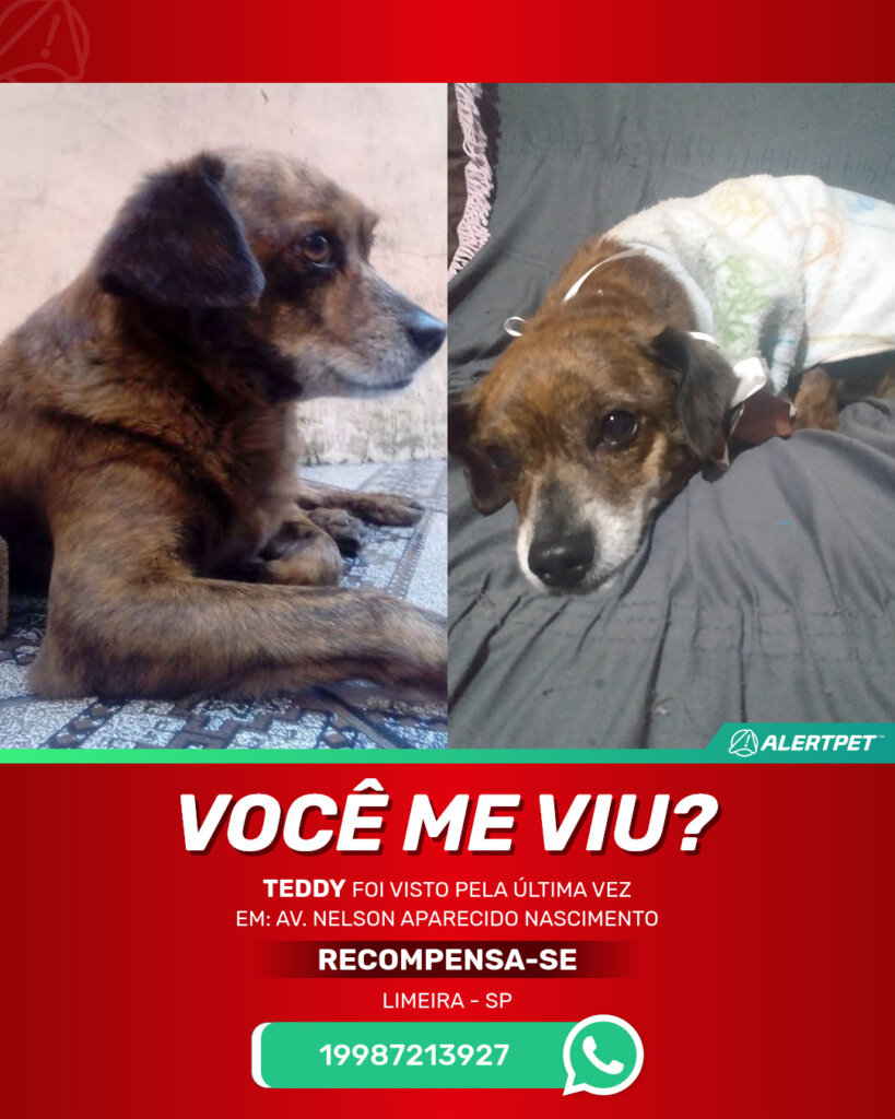 teddy-cachorro-desaparecido-limeira-15-07-2025_lost_image