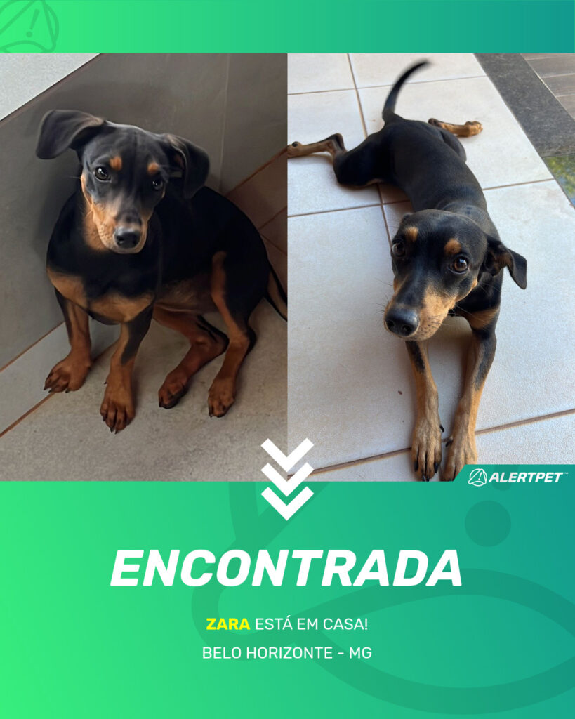 zara-cachorro-desaparecido-belo-horizonte-02-07-2025_found_image