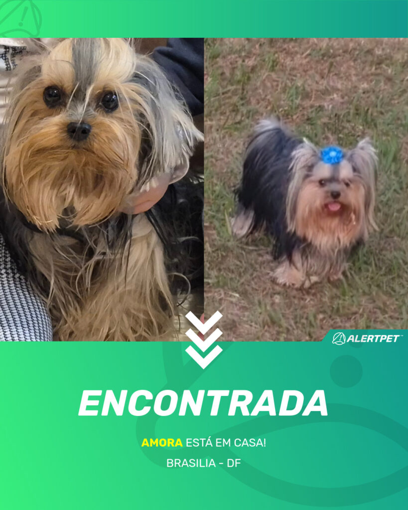 amora-cachorro-desaparecido-brasilia-18-08-2025_found_image