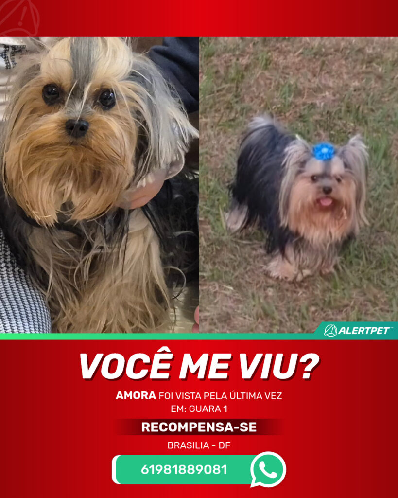 amora-cachorro-desaparecido-brasilia-18-08-2025_lost_image