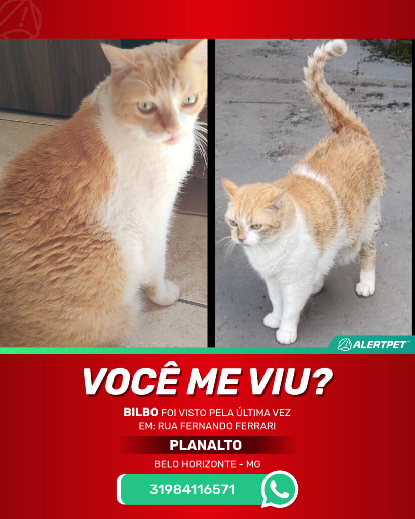 bilbo-gato-desaparecido-belo-horizonte-23-08-2025_lost_image