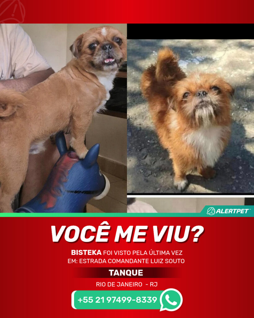 bisteka-cachorro-desaparecido-rio-de-janeiro-28-08-2025_lost_image