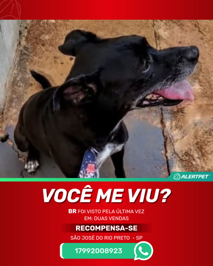 br-cachorro-desaparecido-sao-jose-do-rio-preto-15-08-2025_lost_image