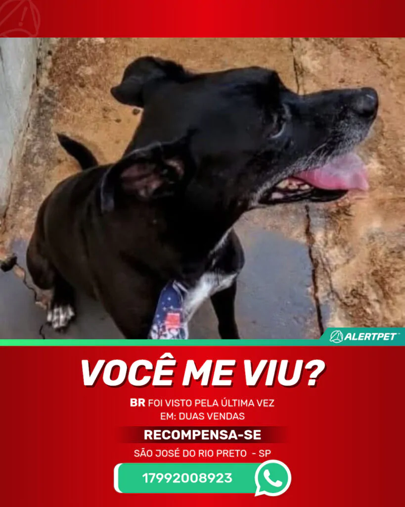 br-cachorro-desaparecido-sao-jose-do-rio-preto-15-08-2025_lost_image