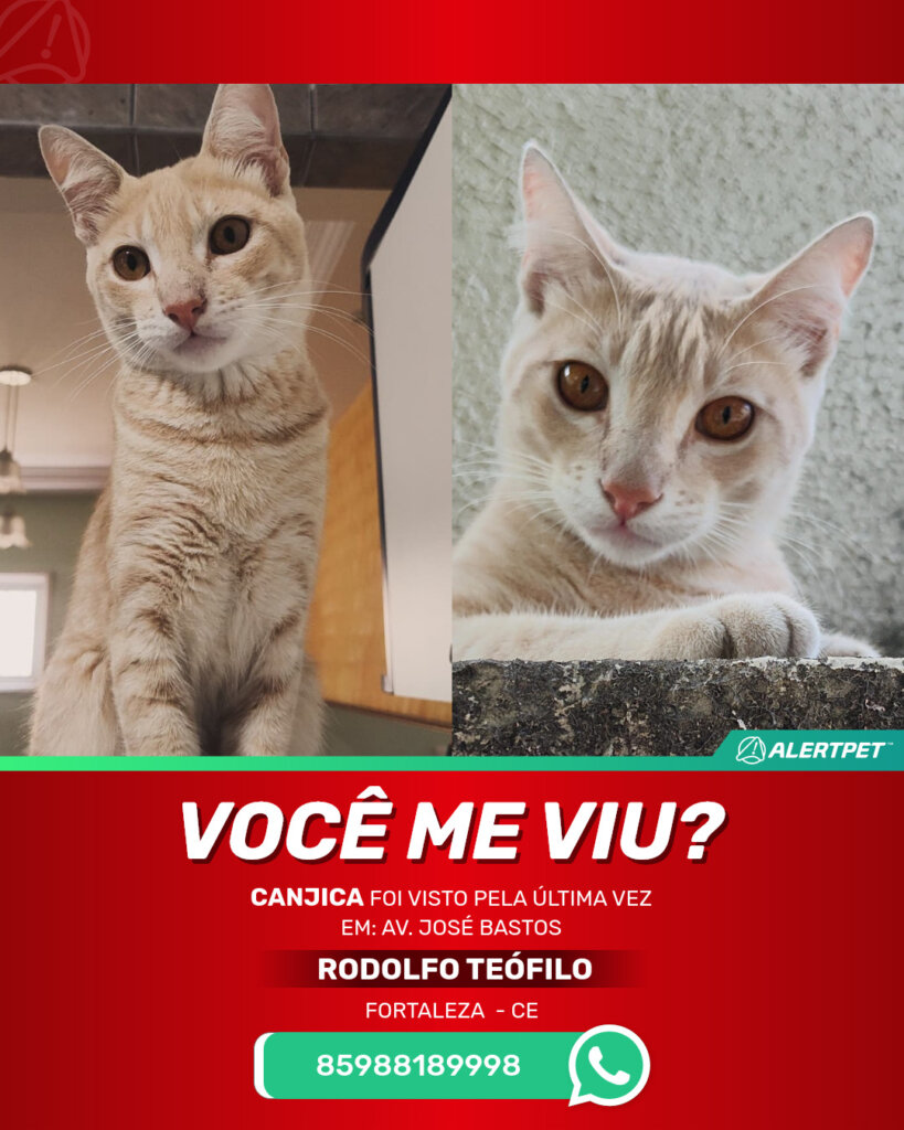 canjica-gato-desaparecido-fortaleza-18-08-2025_lost_image