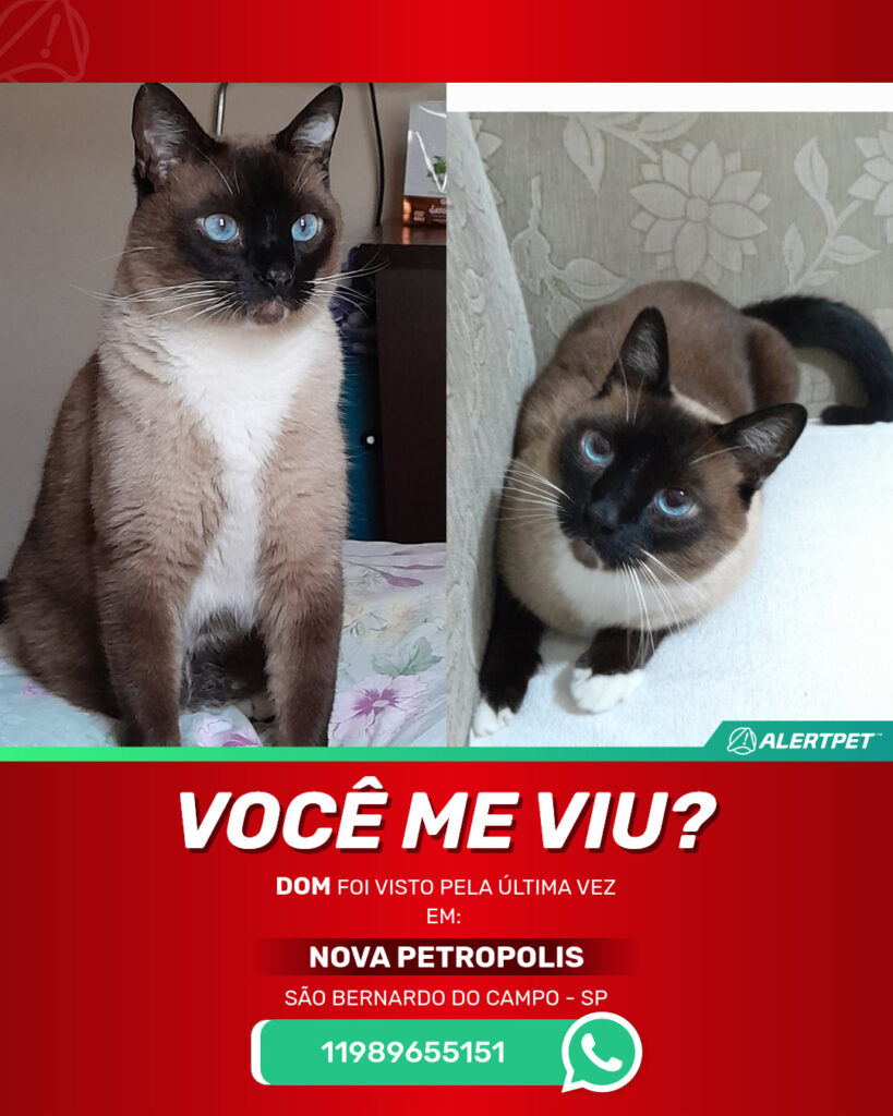 dom-gato-desaparecido-sao-bernardo-do-campo-21-08-2025_lost_image