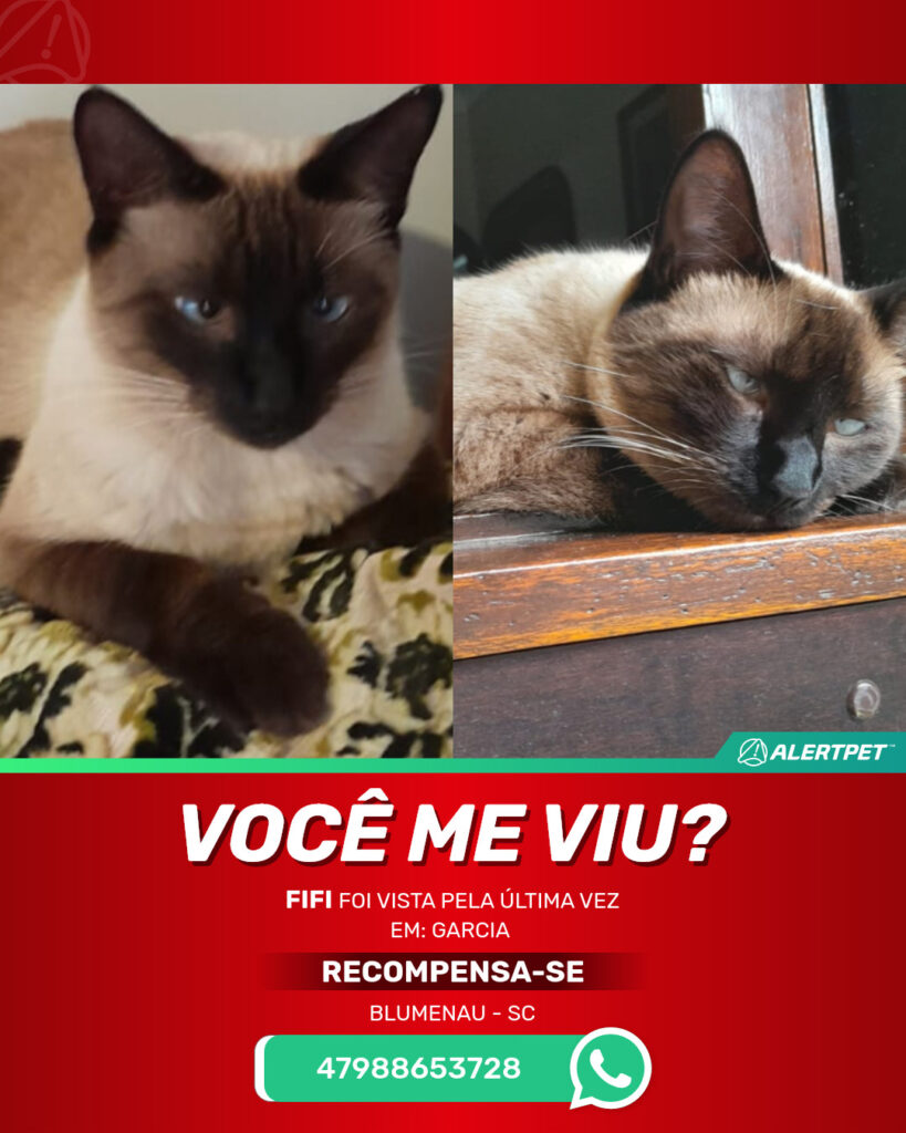 fifi-gato-desaparecido-blumenau-22-08-2025_lost_image