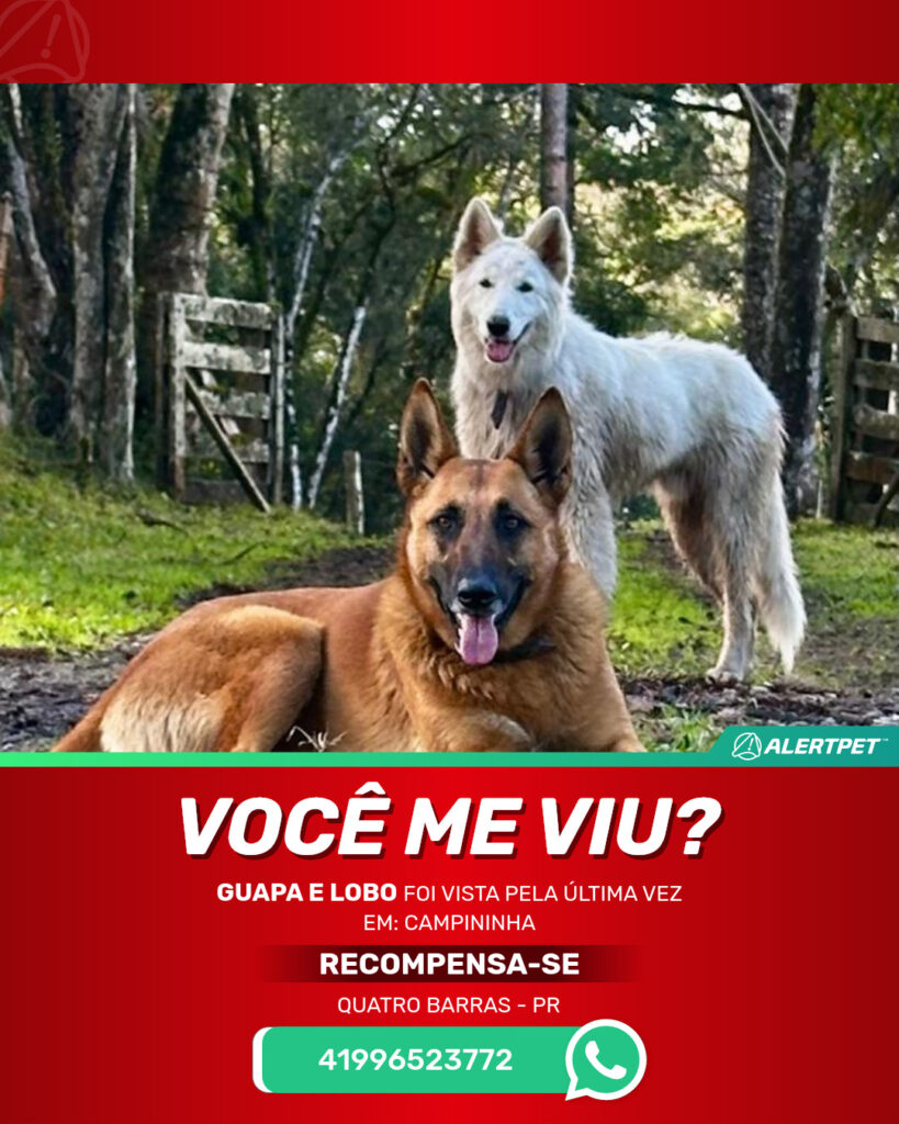 guapa-e-lobo-cachorro-desaparecido-quatro-barras-21-08-2025_lost_image