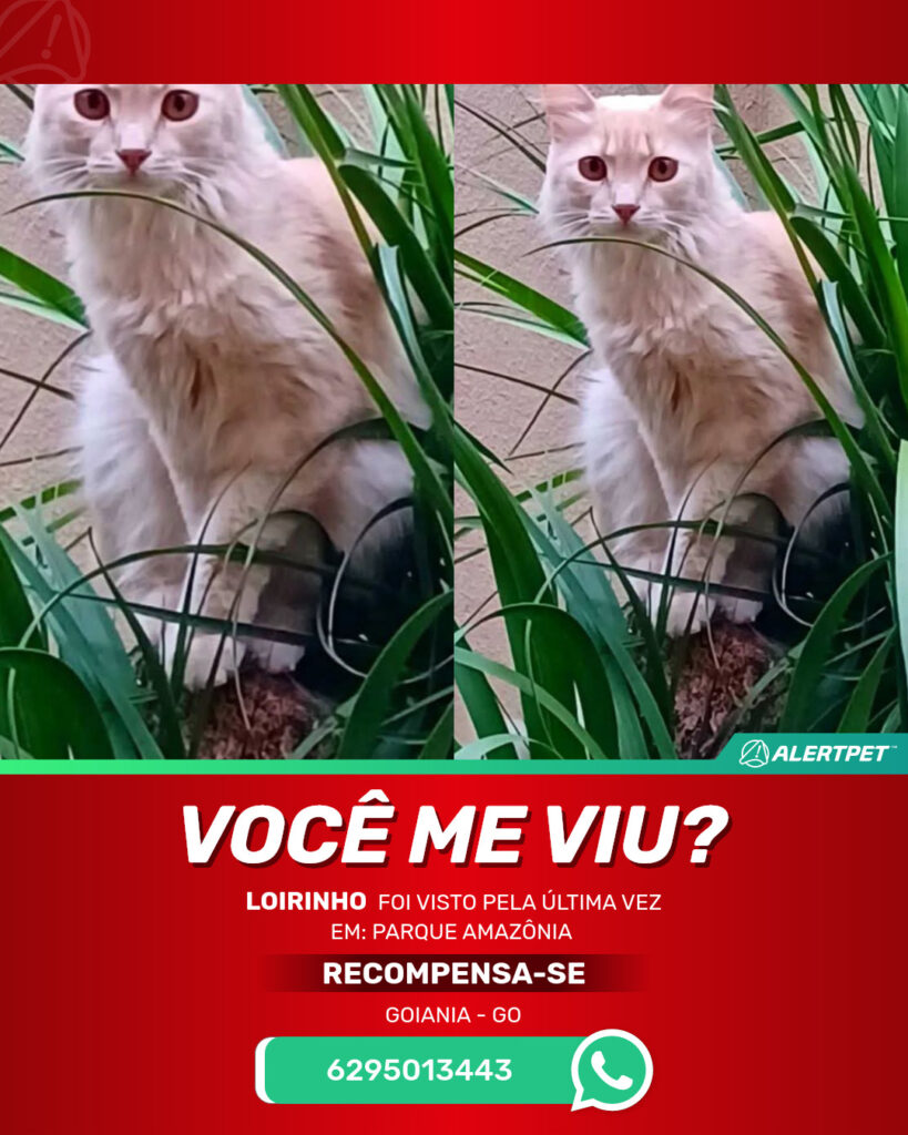 loirinho-gato-desaparecido-goiania-29-08-2025_lost_image