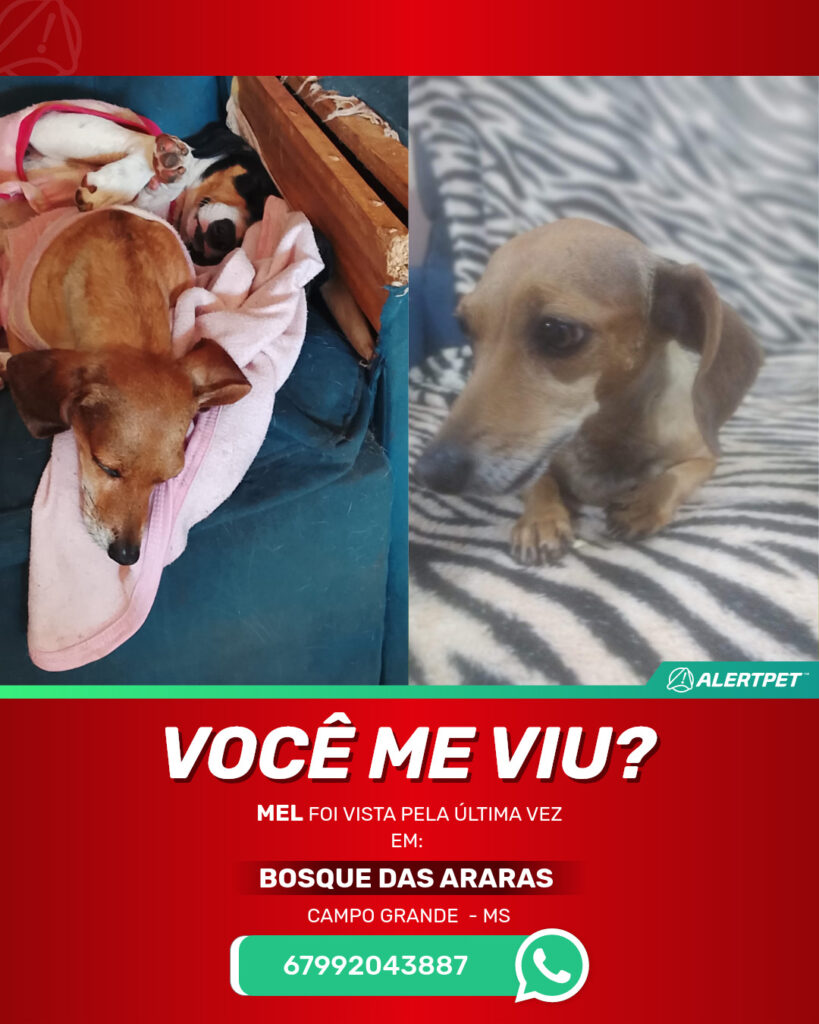 mel-cachorro-desaparecido-campo-grande-18-08-2025_lost_image