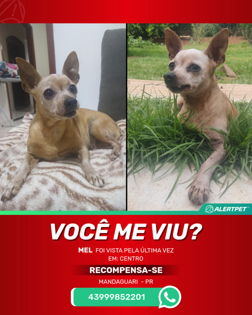 mel-cachorro-desaparecido-mandaguari-26-08-2025_lost_image