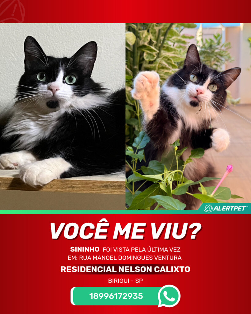 sininho-gato-desaparecido-birigui-18-08-2025_lost_image
